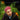 Various Artists: DJ Koze  -  DJ Koze (!K7 40th Anniversary)