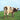 PINK FLOYD  -  ATOM HEART MOTHER