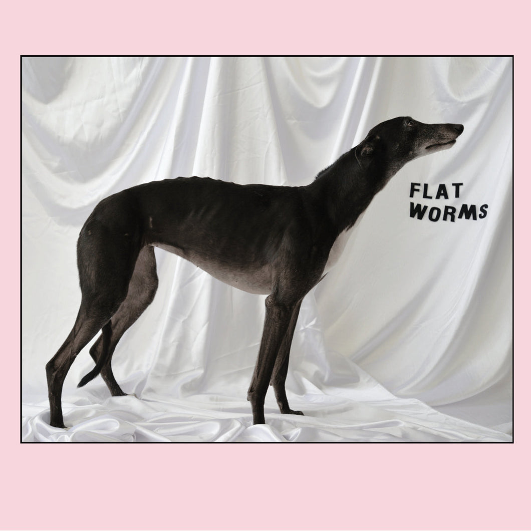 FLAT WORMS -  FLAT WORMS